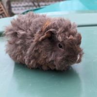 Bébés cochons d'inde alpaga et péruvien #2