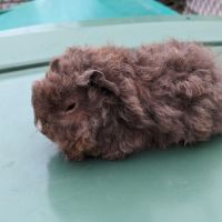 Bébés cochons d'inde alpaga et péruvien #3