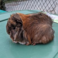 Bébés cochons d'inde alpaga et péruvien #4