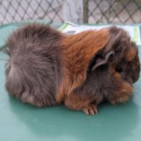 Bébés cochons d'inde alpaga et péruvien