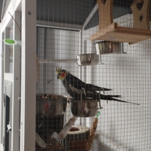 Don mâle calopsitte de 18 an