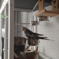 Don mâle calopsitte de 18 an