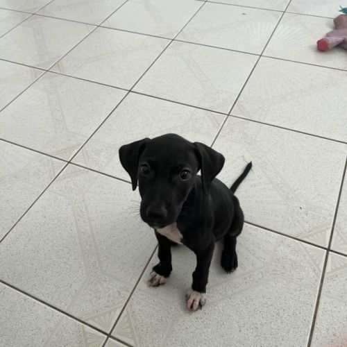 Blacky pour la vie #7