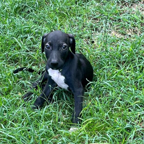 Blacky pour la vie #8