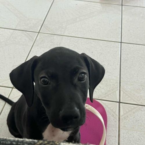 Blacky pour la vie #9