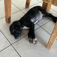 Blacky pour la vie #2