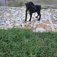 Blacky pour la vie #5