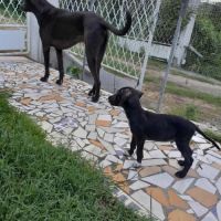 Blacky pour la vie #6