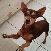 Daisy la belle chihuahua #5