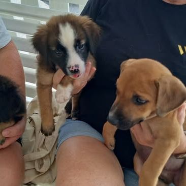 Goliath le magnifique