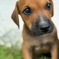 Goliath le magnifique #2