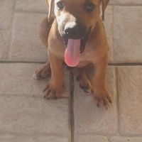 Goliath le magnifique #4