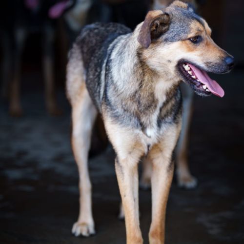 À adopter campino #1