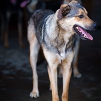 À adopter campino #1