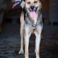 À adopter campino #0