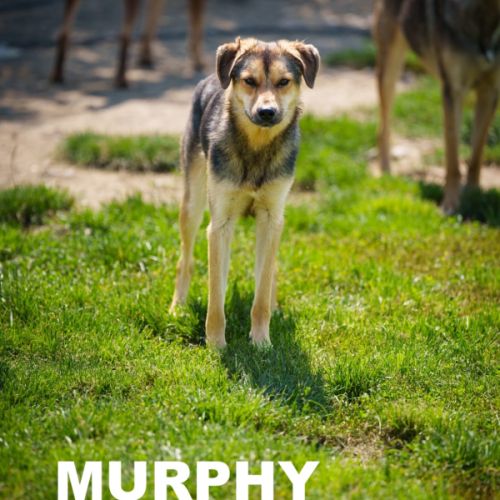 À adopter  murphy #2