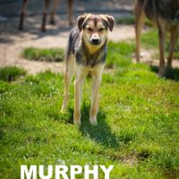 À adopter  murphy #2