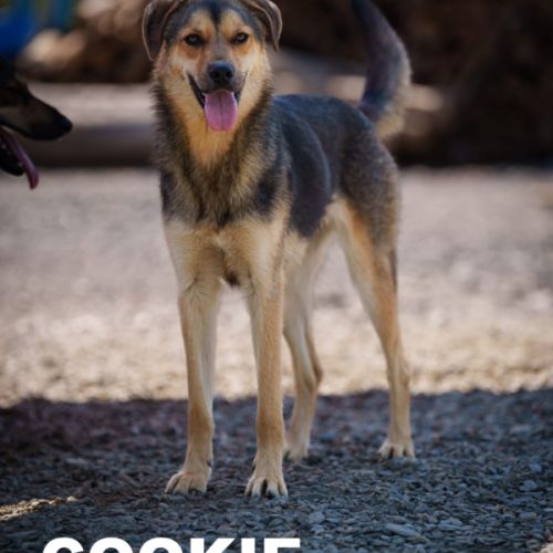 À adopter cookie #3