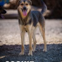 À adopter cookie #0