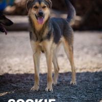 À adopter cookie #3
