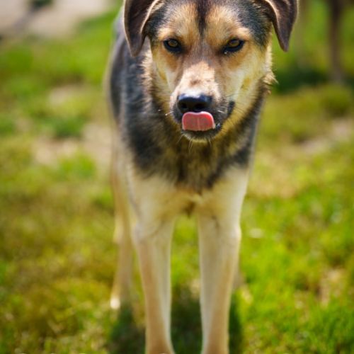 À adopter  cosimo #2