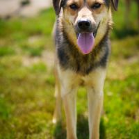 À adopter  cosimo #0