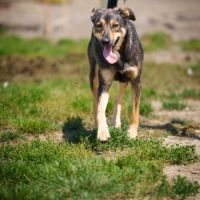 À adopter willow #2