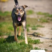 À adopter willow #3