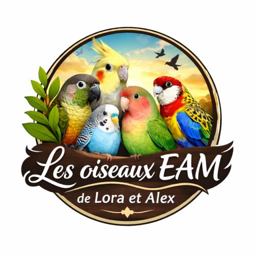 Bébé inséparable roseicollis #1