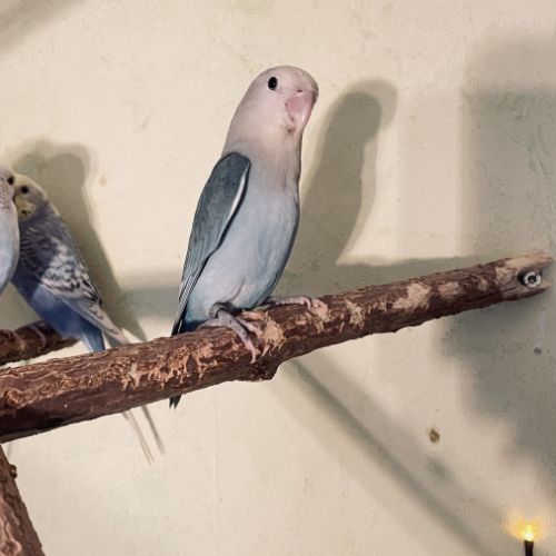 Bébé inséparable roseicollis #2