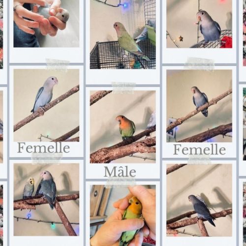 Bébé inséparable roseicollis #0