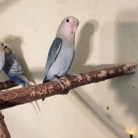 Bébé inséparable roseicollis #2