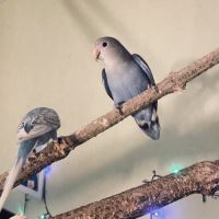 Bébé inséparable roseicollis #3