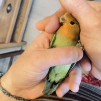 Bébé inséparable roseicollis #4