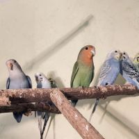 Bébé inséparable roseicollis #5