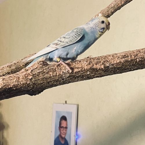 Bébé perruche ondulée eam #1