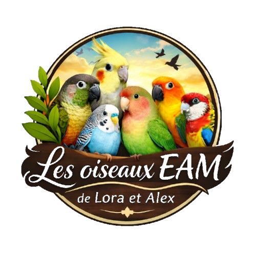 Bébé perruche ondulée eam #5