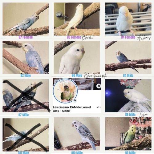 Bébé perruche ondulée eam #0