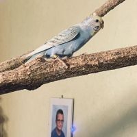 Bébé perruche ondulée eam #1