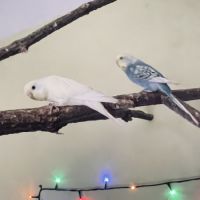 Bébé perruche ondulée eam #2