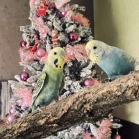 Bébé perruche ondulée eam #3