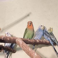 Bébé perruche ondulée eam #4