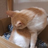 Calin jeune adulte #2