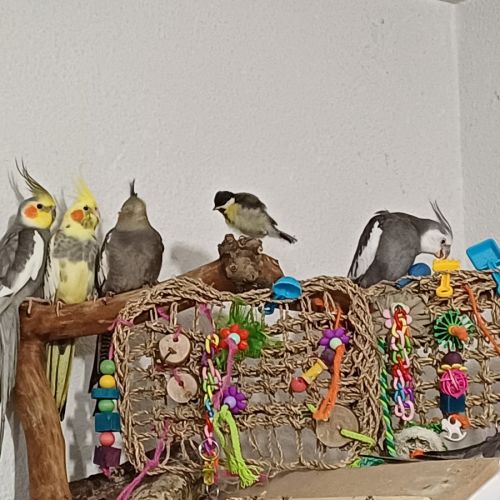 Couple calopsittes #1