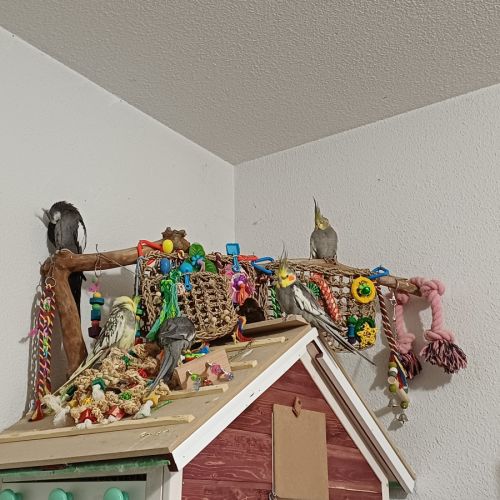 Couple calopsittes #2