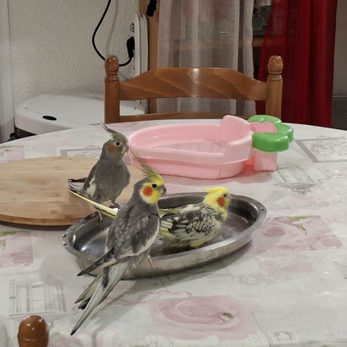 Couple calopsittes #3