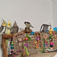 Couple calopsittes #1