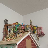 Couple calopsittes #2