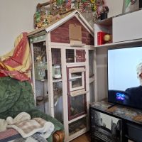 Couple calopsittes #5