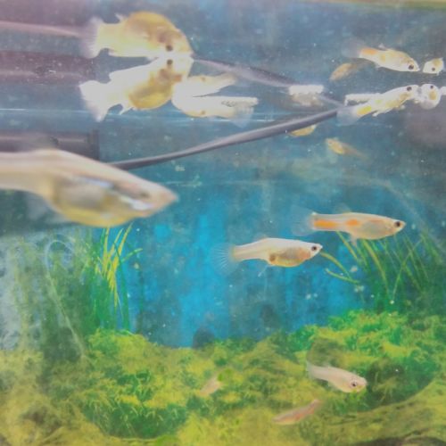 Donne guppys endler #1